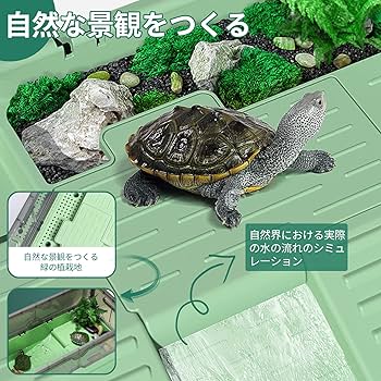 青磁水注 雨龍型 亀形　木箱（共箱） Amazon | 亀の水槽、無音滝流水 両生ペット飼育箱。 (Large